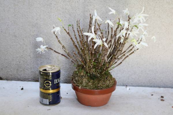 セッコクの植え替え完了～ セッコク 鉢植え | 富貴蘭の楽しみ方