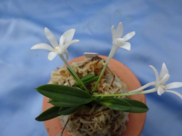 富貴蘭　豆葉中透け_1