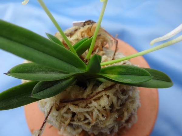 富貴蘭　豆葉中透け_2