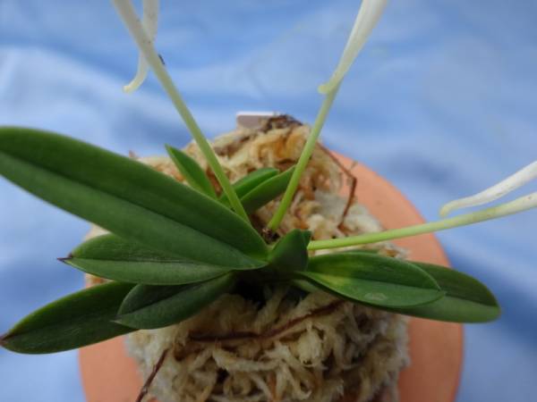 富貴蘭　豆葉中透け_3