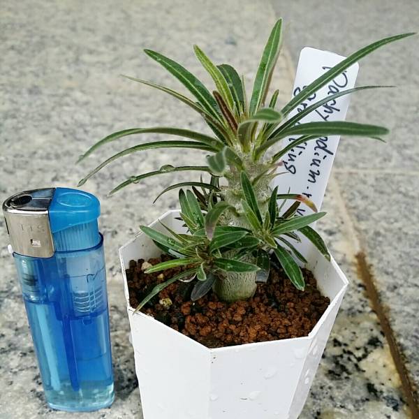 ☆工夫栽培 　ぽってり　 pachypodium rosratum.ver gracillius☆パキポディウム　ロスラーツム　グラキリスNO.2