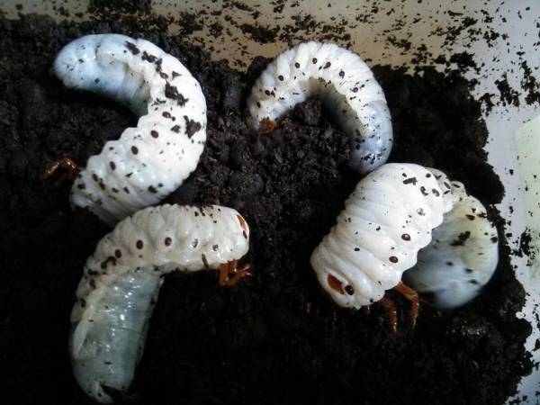 マルス ゾウカブト 3令 2ペア