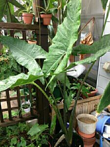 アロカシア インディカ ジャアイント アロカシア インディカ