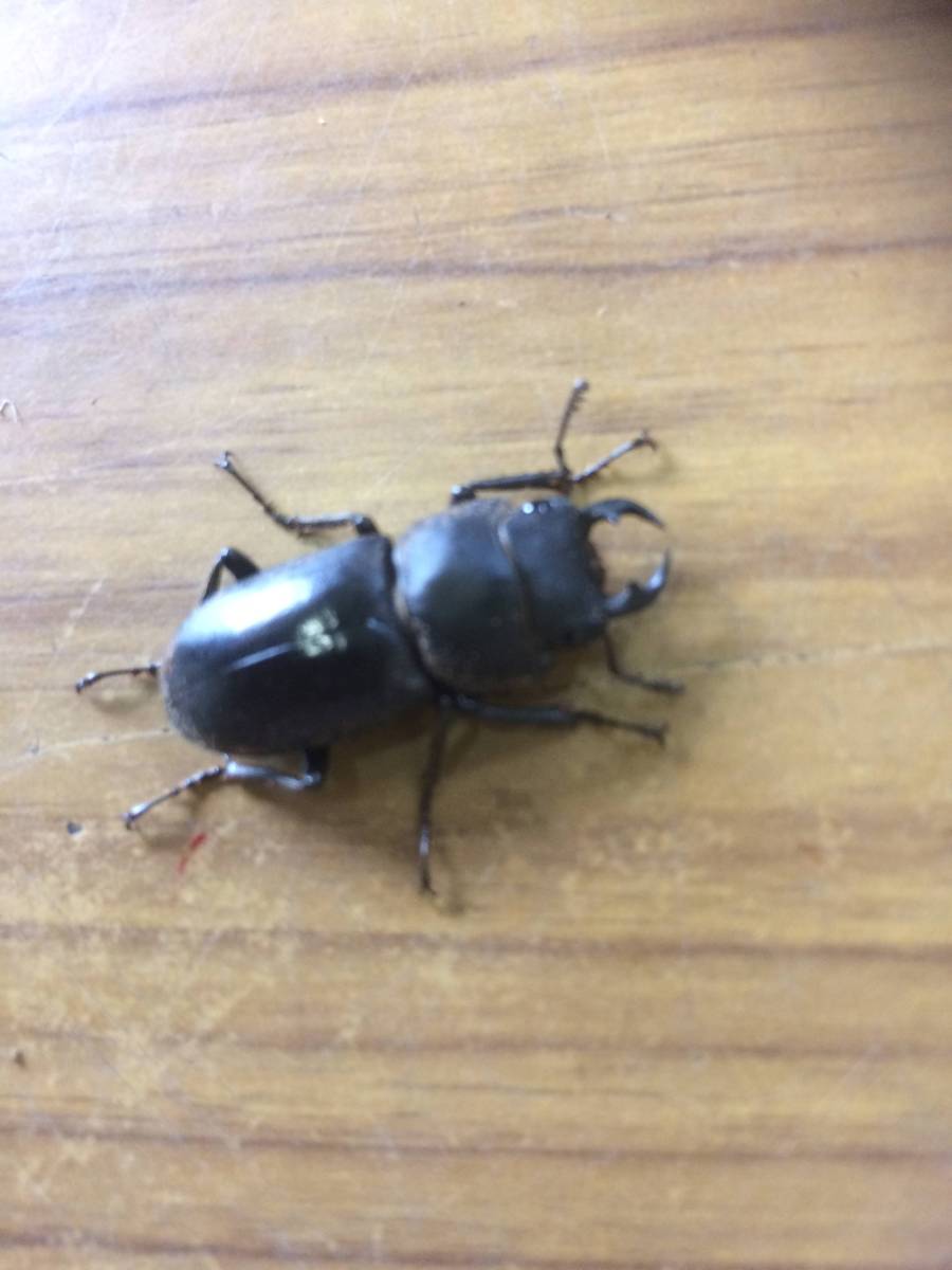 新成虫ヤエヤマコクワ♂単