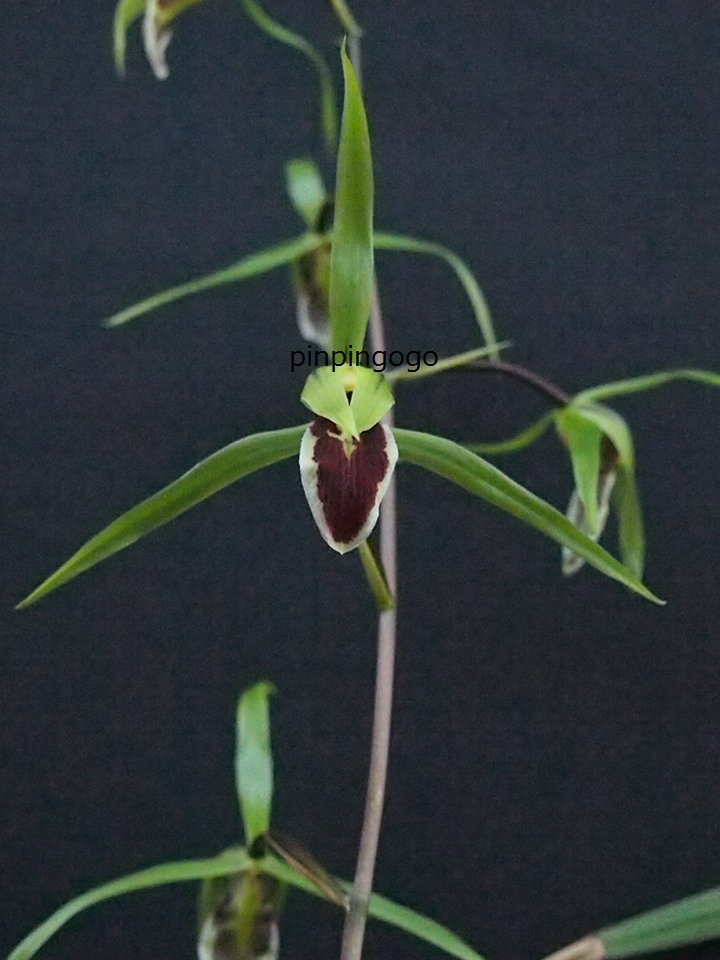 寒蘭　無銘　花芽付　青ベタ舌花　YN12-①　16Q45