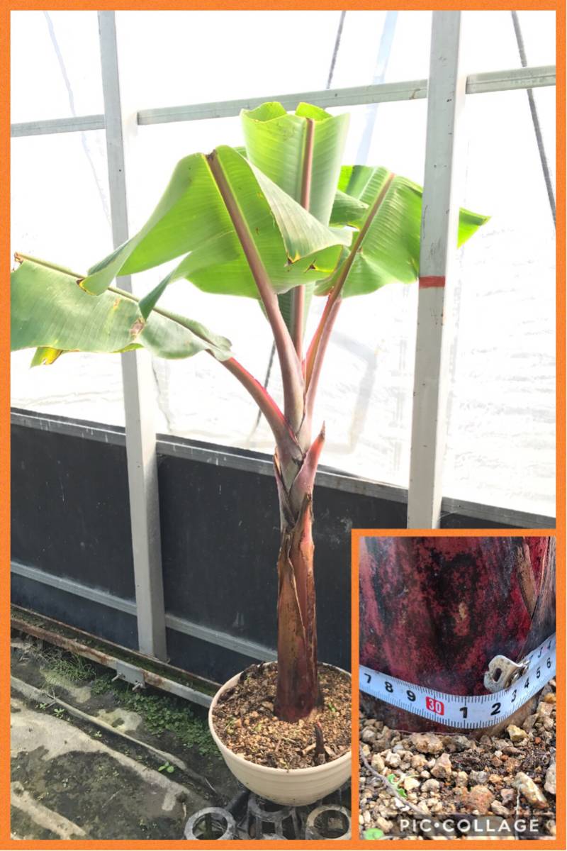 レッド（モラード） バナナ苗・1m15cmでカット・鉢上げ後2週間・ 株元周り32cm・11号鉢(33cm)