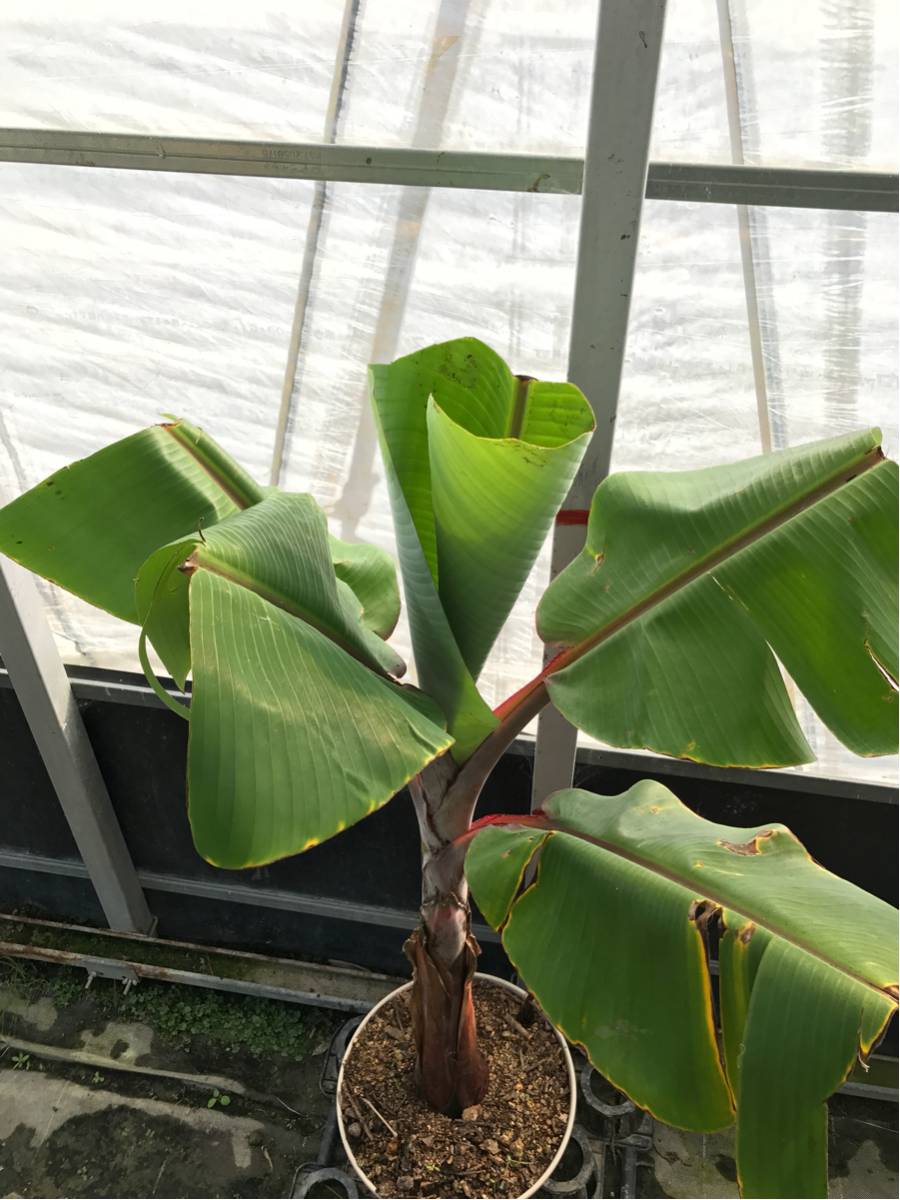 レッド（モラード） バナナ苗・1m15cmでカット・鉢上げ後2週間・ 株元周り32cm・11号鉢(33cm)