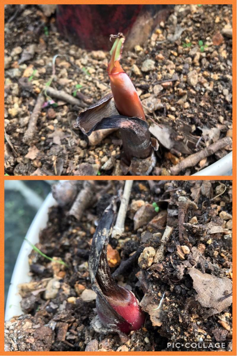 レッド（モラード） バナナ苗・1m15cmでカット・鉢上げ後2週間・ 株元周り32cm・11号鉢(33cm)