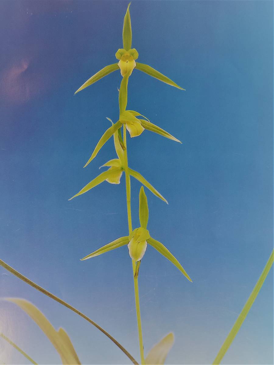 寒蘭　・ 竜雪 （素心花）３本立　来秋開花見込株