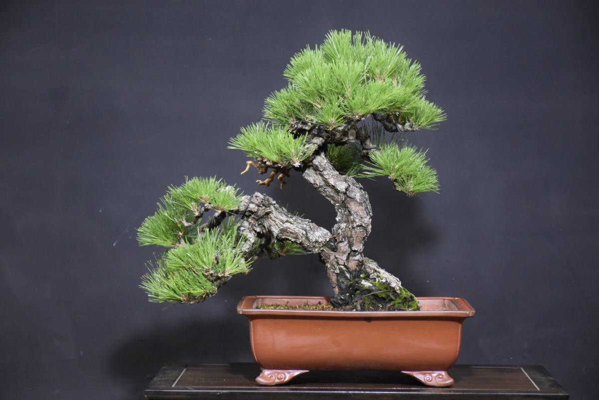 盆巧】 黒松双幹 中品盆栽 山採り三河黒松 (松)｜売買された