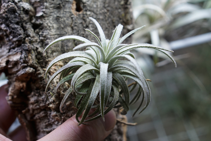 Tillandsia mauryana チランジア・モーリアナ 【公式通販】