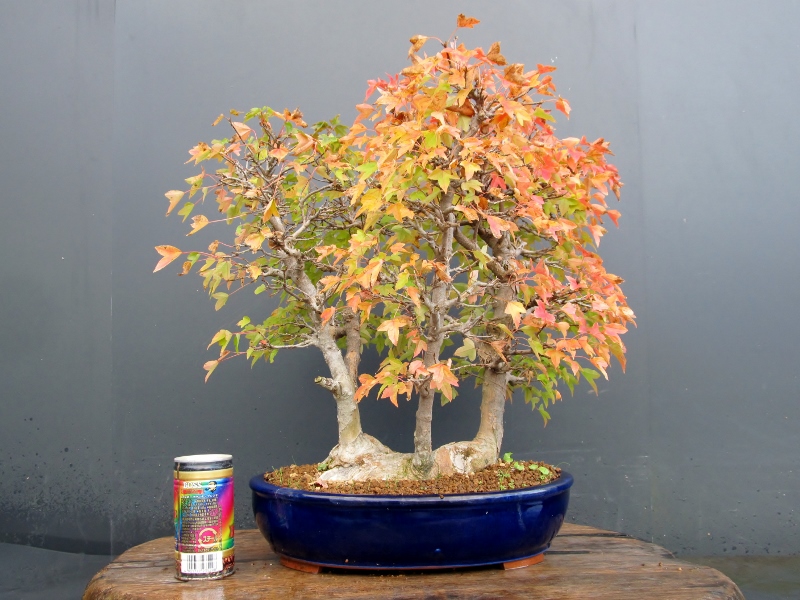 ☆☆☆　楓（株立ち）　☆☆☆　　　樹高４３cm　樹幅４２cm　