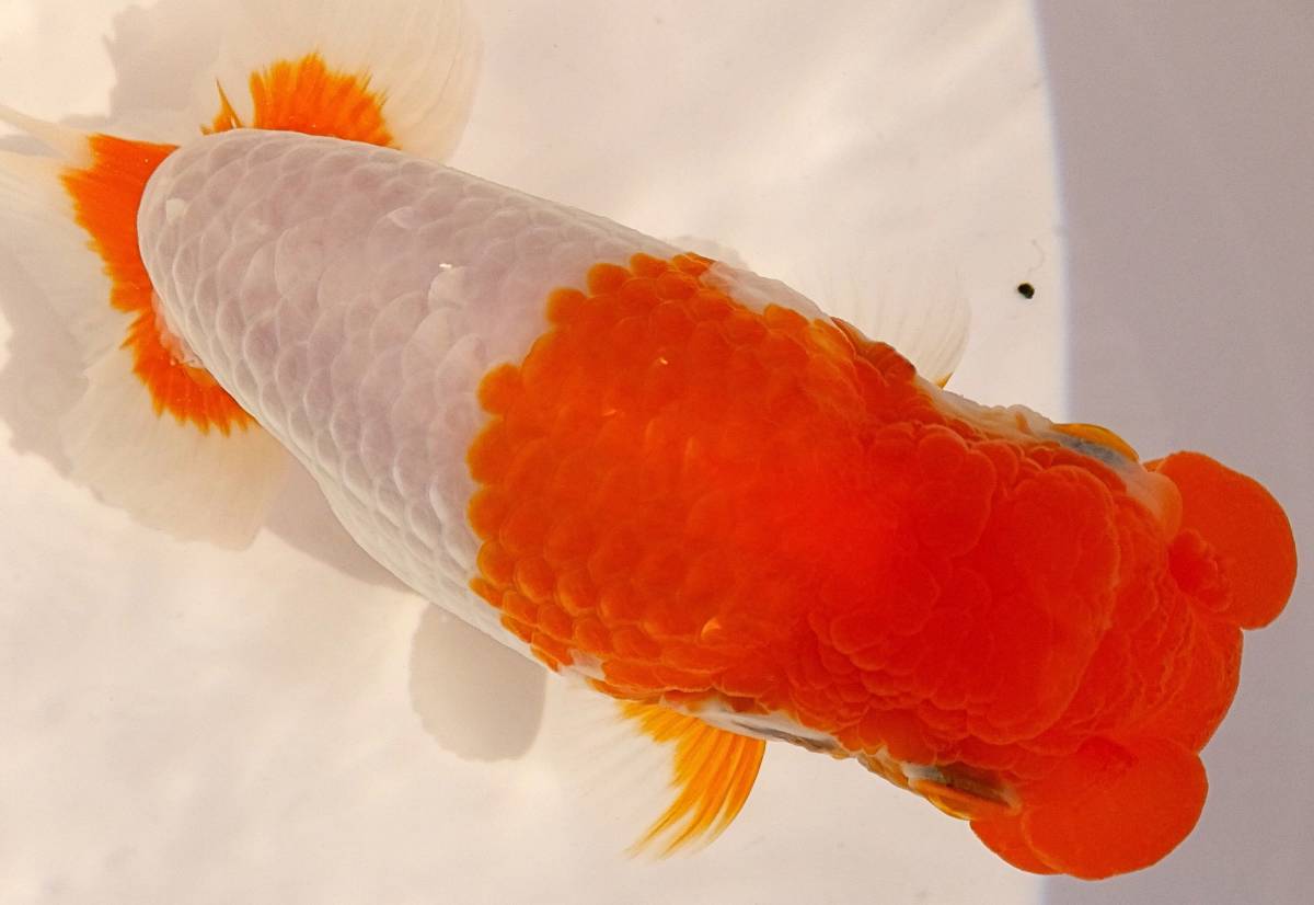 丸長 ③’ 極上種魚！【 愛知県　有名ブリーダー作出魚！ 】二歳魚！ 14.5㎝！ 2匹！