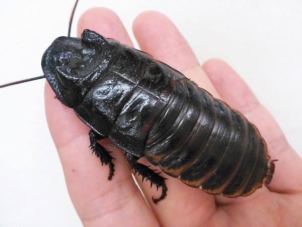 マダガスカルコックローチ フルーツゴキブリ やや多め ３０匹 エサ 売買されたオークション情報 Yahooの商品情報をアーカイブ公開 オークファン Aucfan Com