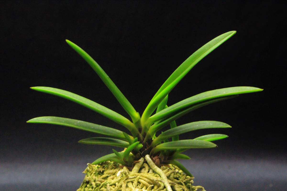 【富貴蘭】　花魁　花芽あり