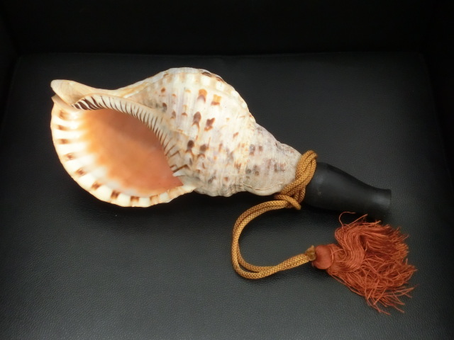 法螺貝　⑥　　35cm 鶴-31371】 法螺貝 全長35cm ホラ貝 ほら貝 楽器 笛 山伏 密教 仏教 戦