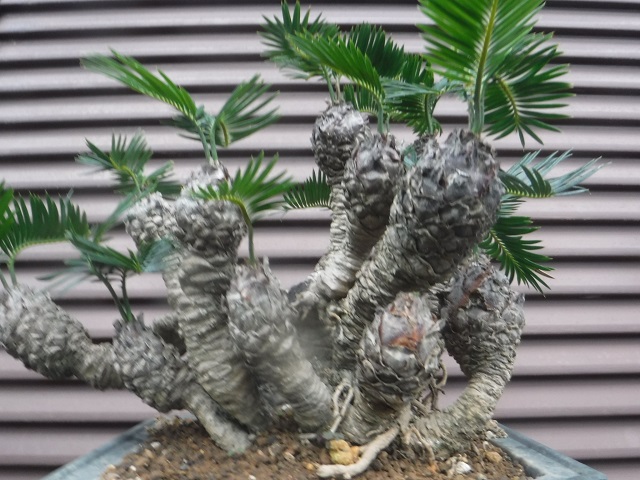 姫ソテツ 奄美大島産 盆栽 E(観葉植物)｜売買されたオークション情報
