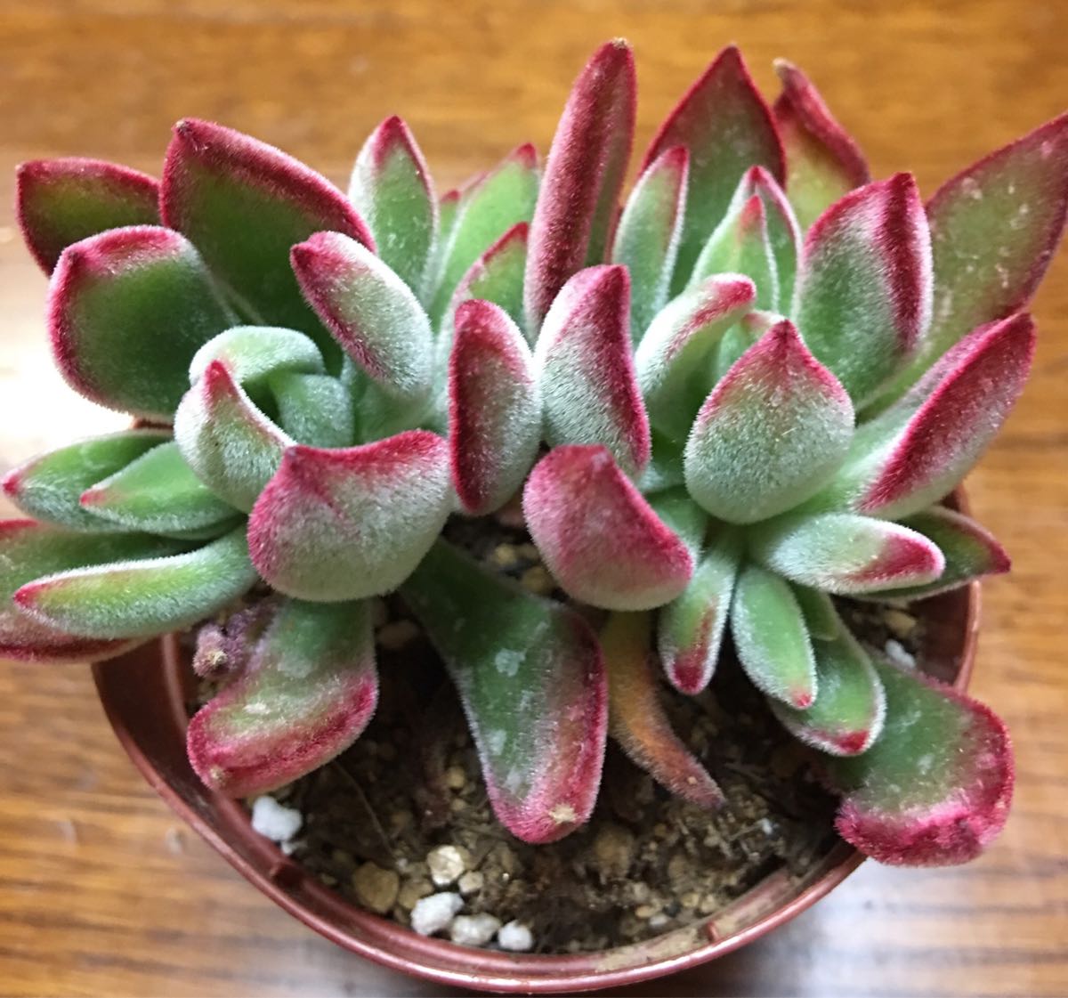 多肉植物 ハムシー サボテン 売買されたオークション情報 Yahooの商品情報をアーカイブ公開 オークファン Aucfan Com