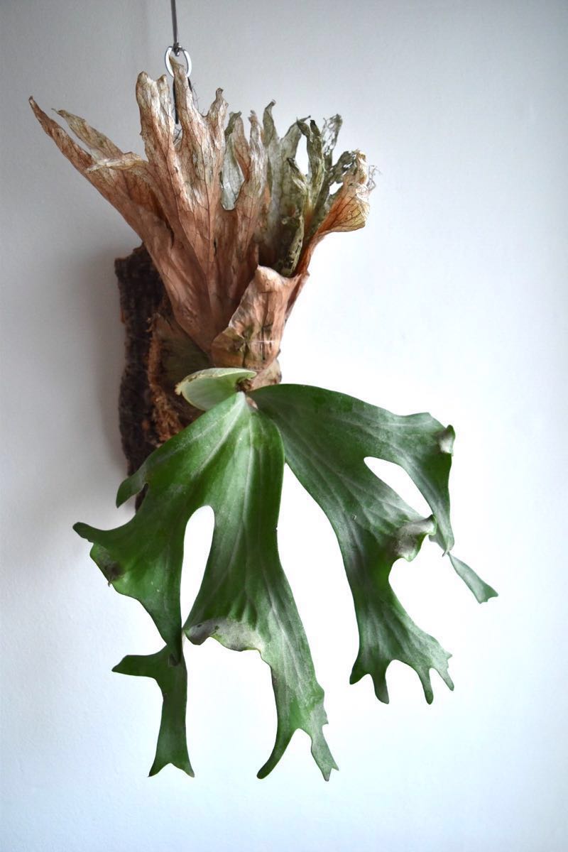 P.wallichii wild ワルチー ビカクシダ コウモリラン コルク