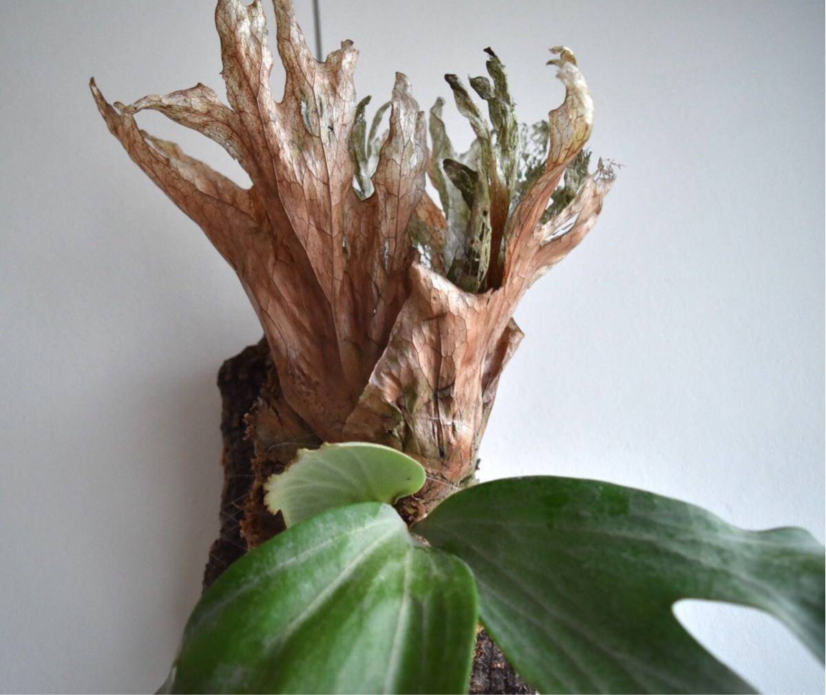 P.wallichii wild ワルチー ビカクシダ コウモリラン コルク