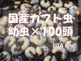 大得価，定番 イベント用 お早めに ＤＤＡ 国産カブトムシ３令幼虫&times;１００頭＋&alpha; ⑤(国産)｜売買されたオークション情報、yahooの商品情報をアーカイブ公開 - オークファン 国産
