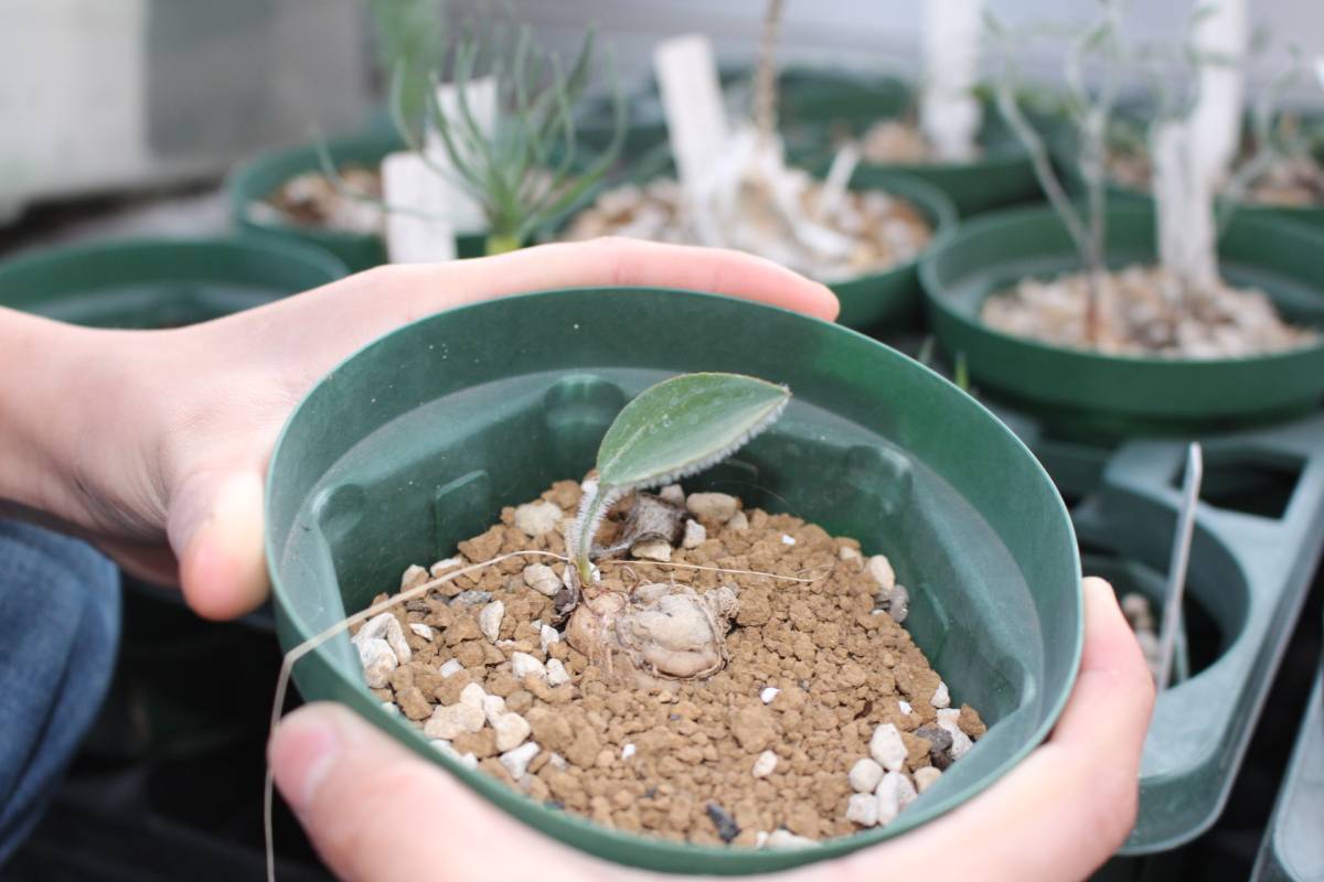Eriospermum subincanum エリオスペルマム 希少種 観葉植物 花、園芸