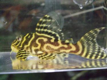 約5センチ - 熱帯魚 キンペコ 若魚 リアルメガクラウン 繁殖経験有り 