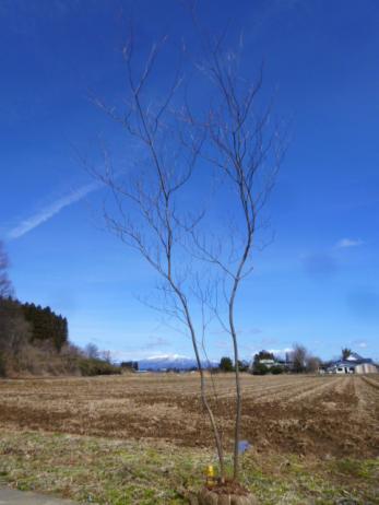 山採りアブラツツジ 販売 山取 ◇◇アブラツツジ ◇◇641 公式通販 ◇◇