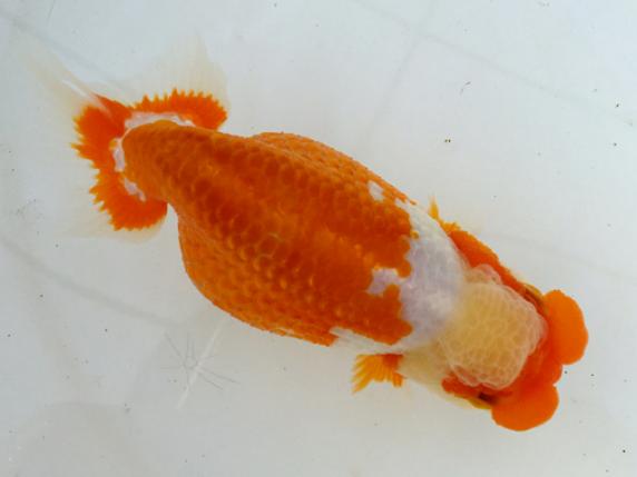 温故知新】特別出品！ 受精卵 14327