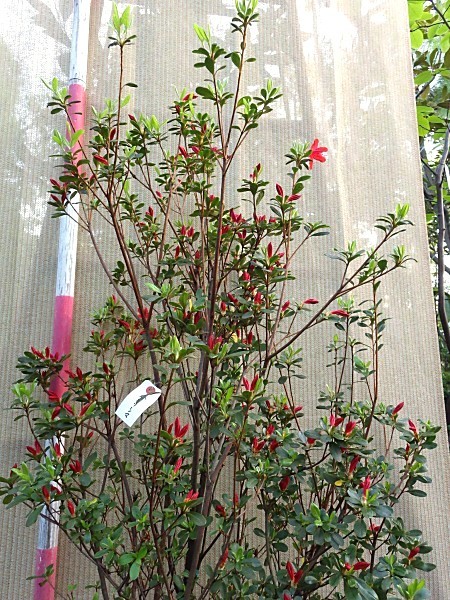 【即決】良株・鮮やかな赤花☆本キリシマツツジ115センチ【本霧島躑躅】