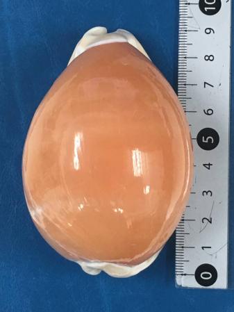 ナンヨウダカラ　貝殻　標本 貝 貝殻 標本 貝標本 ナンヨウダカラ 91mm 【公式通販】
