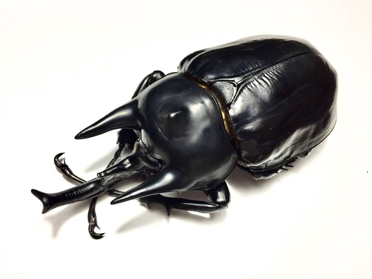 アクタエンゾウカブト 標本 4セット アクタエンゾウカブト 標本 4