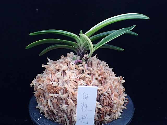 富貴蘭 【白牡丹】(鉢植え)｜売買されたオークション情報、Yahoo