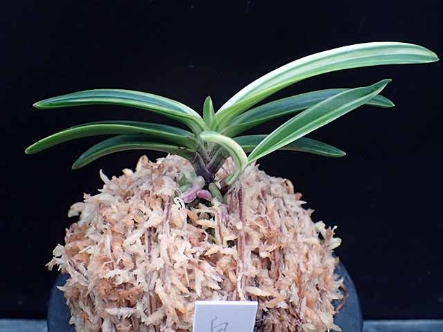 富貴蘭 【白牡丹】(鉢植え)｜売買されたオークション情報、Yahoo