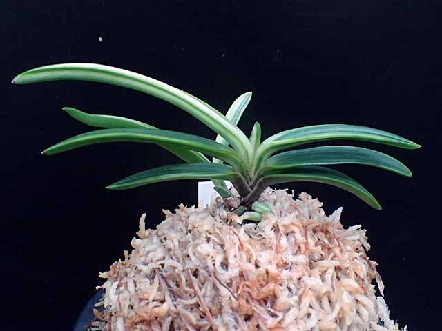 富貴蘭 【白牡丹】(鉢植え)｜売買されたオークション情報、Yahoo