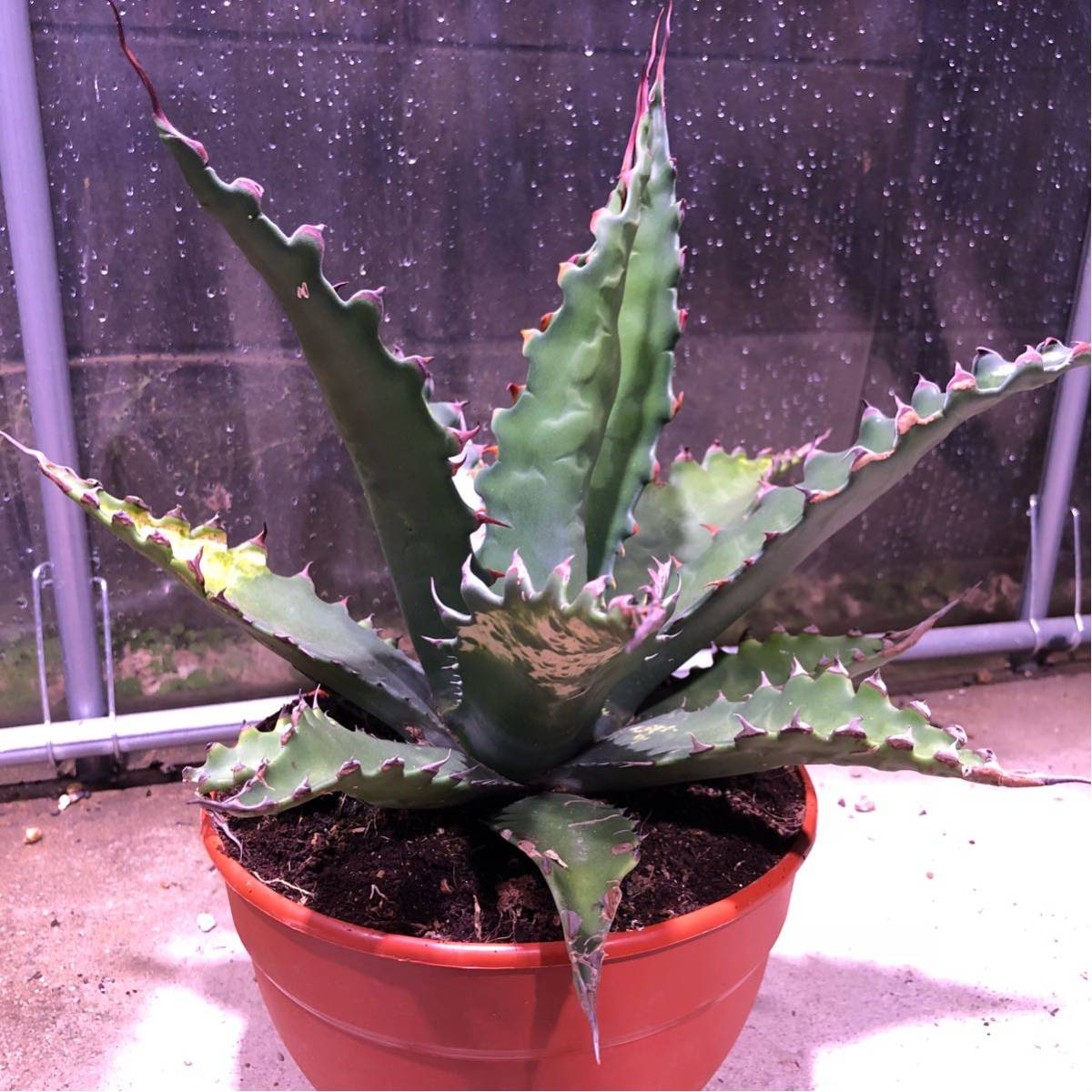 Agave gentryi Jaws アガベ ジェントリー アガベ ジェントリー 