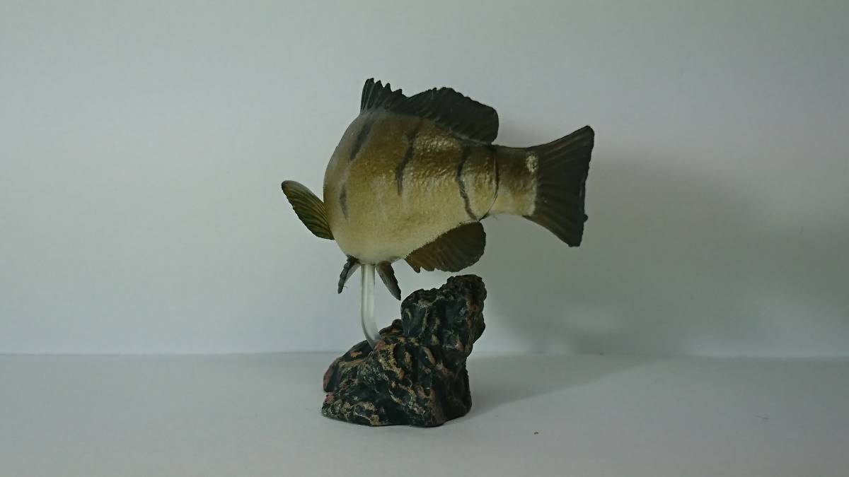 初版 原色海水魚図鑑Ⅱ 限定版 クエ（中古開封品）＊必ず商品説明をご覧になり、入札の判断をして下さい。_4