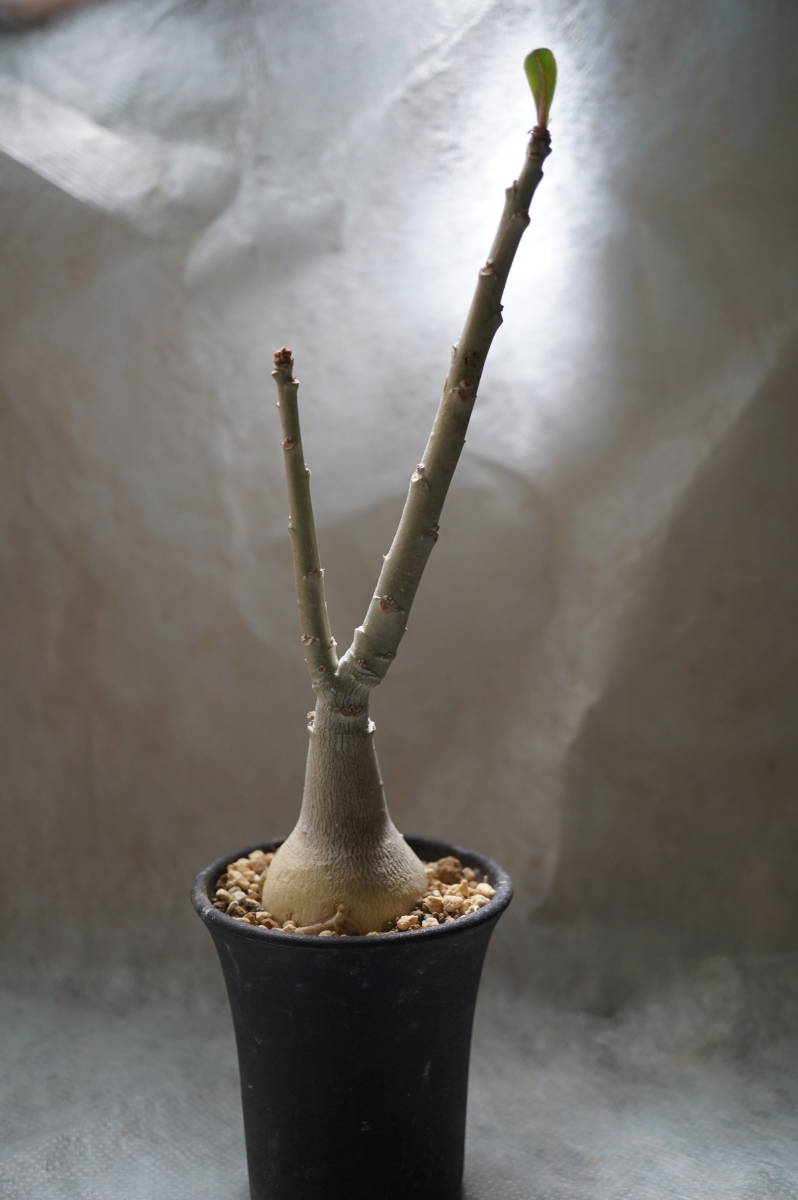サボテン 多肉植物 83 ユーフォルビア ツルビニフォルミス 接木