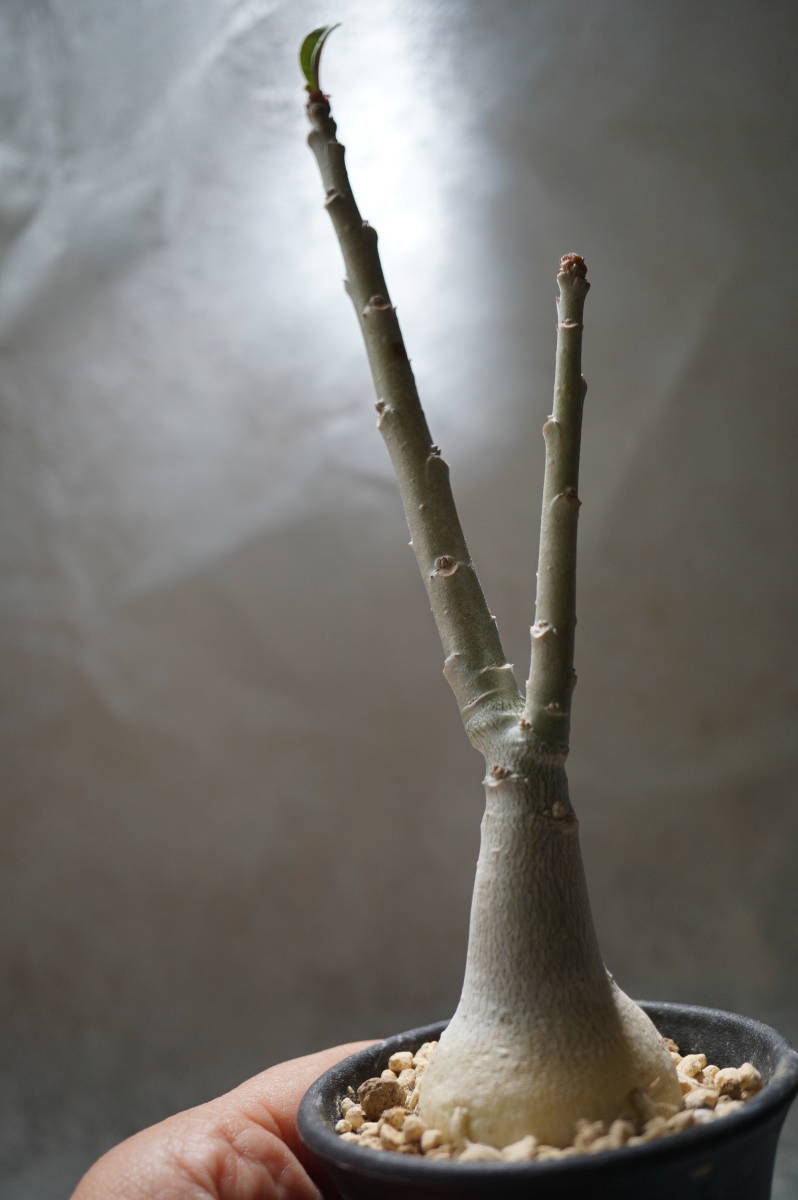 アデニウム.スワジクム アデニウム スワジクム Adenium swazicum｜多肉