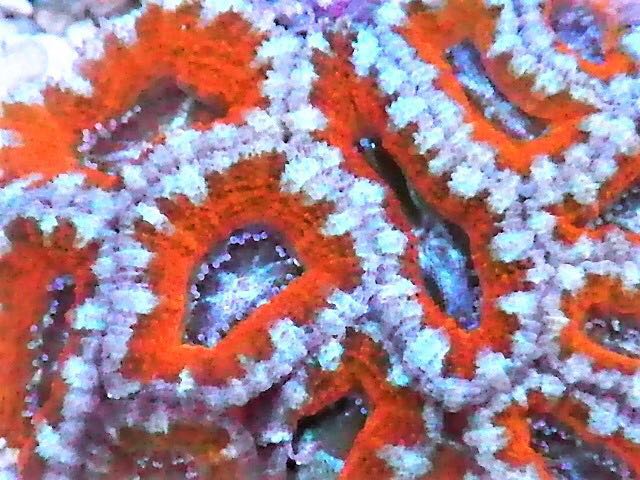 カクオオトゲキクメイシ／Acan coral | CORAL ROOM カクオオトゲ 