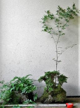 イワヒバ・岩松・棚空け～大きな軽石鉢植え～？枯株も 【公式通販】