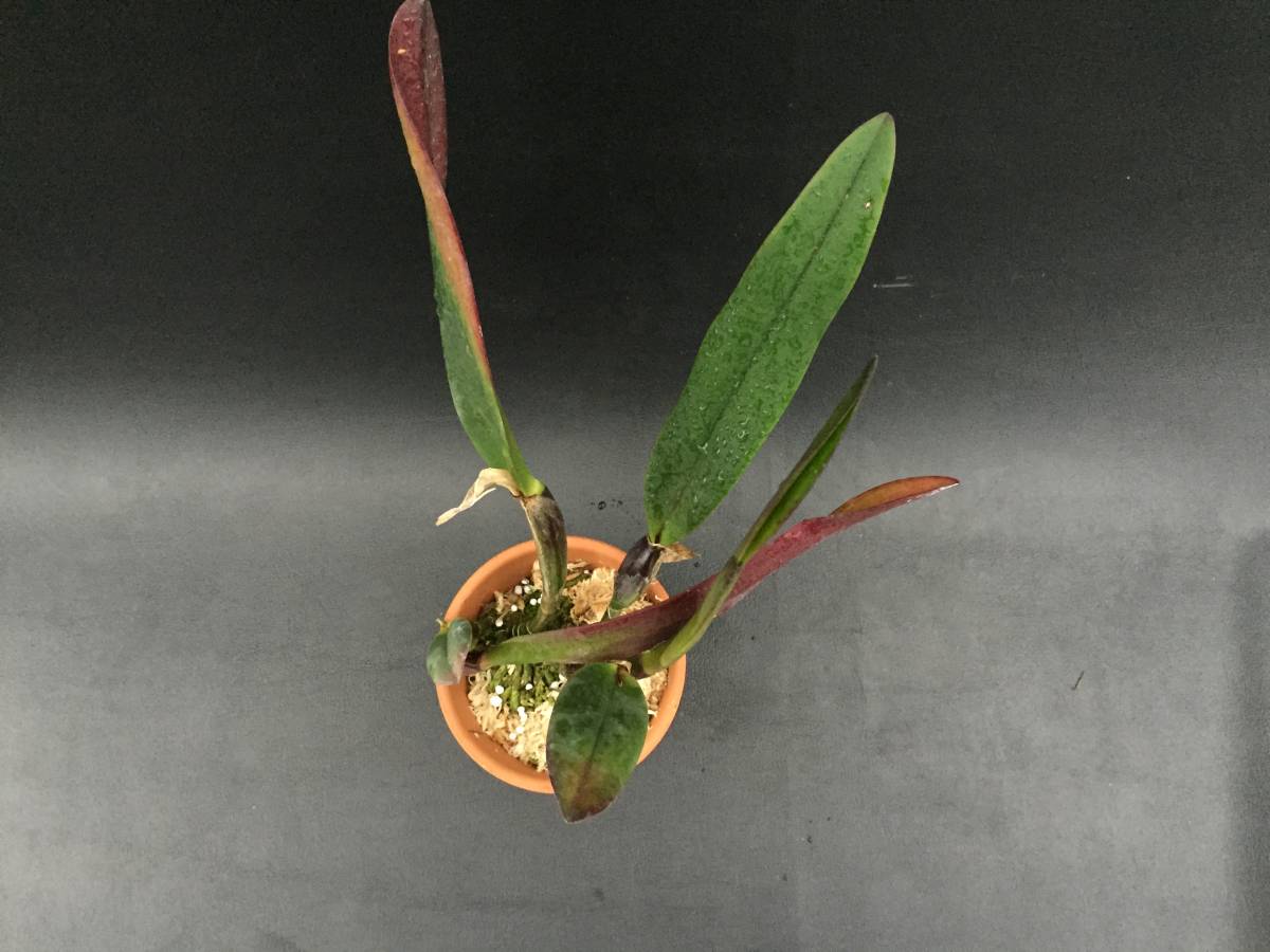 洋蘭 原種 カトレア C.lawrenceana fma.flamea 花、園芸 鉢植え 【公式
