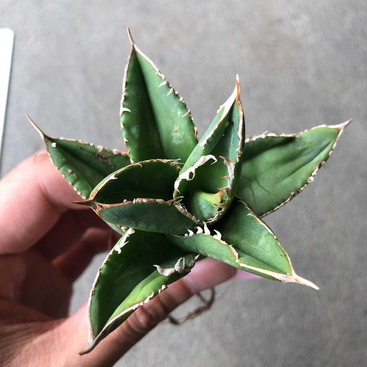 アガベ チタノタ シエラミクスティカ agave titanota Sierra Mixteca 7