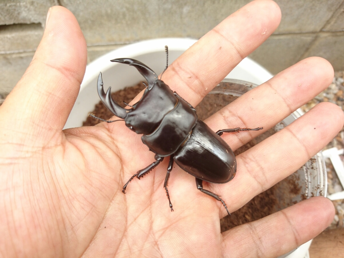 天然採集個体からの新潟産オオクワガタ♂6 ♀3 【公式通販】