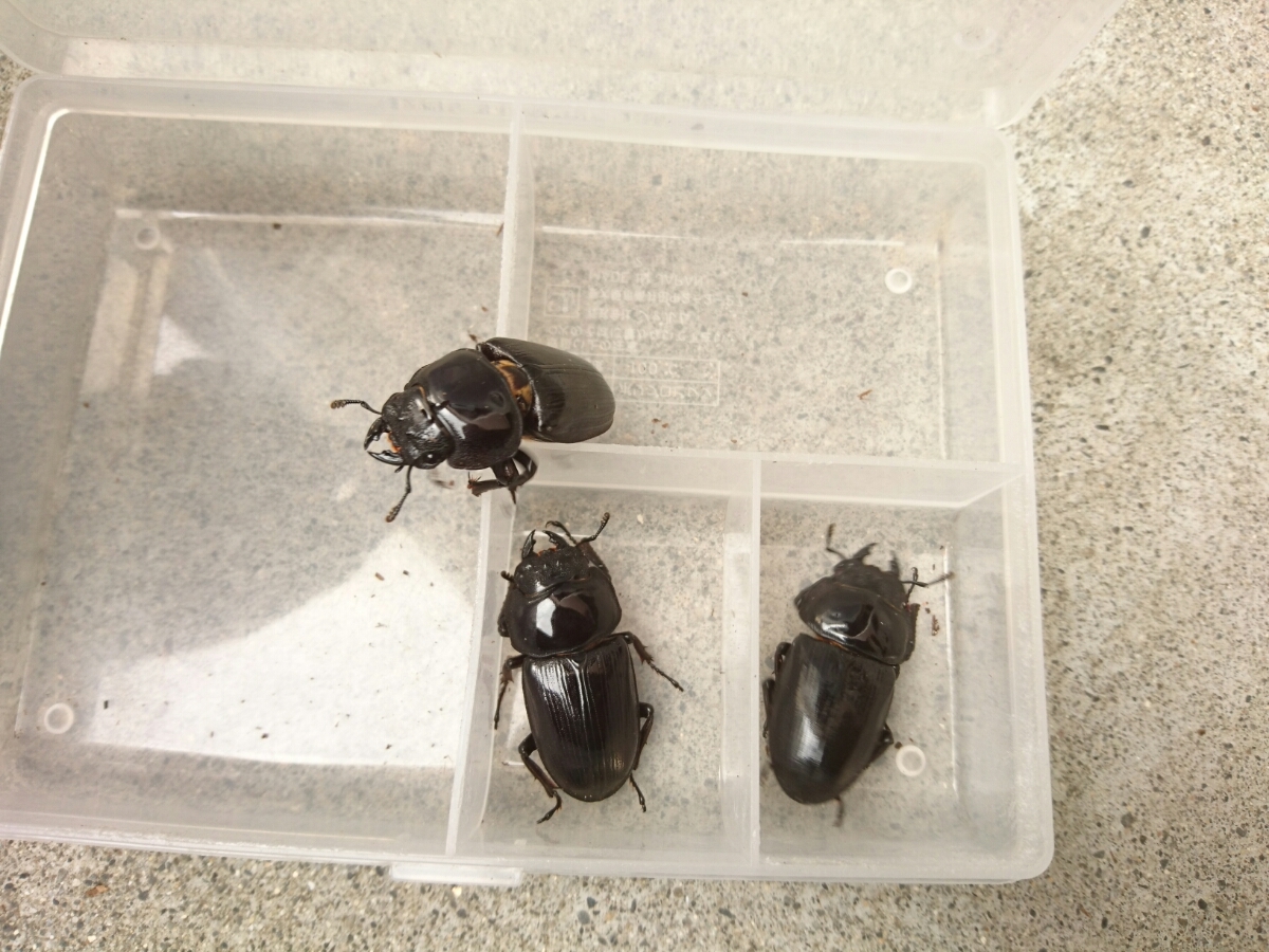 天然採集個体からの新潟産オオクワガタ♂6 ♀3 【公式通販】