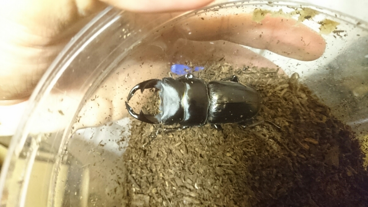 天然採集個体からの新潟産オオクワガタ♂6 ♀3 【公式通販】