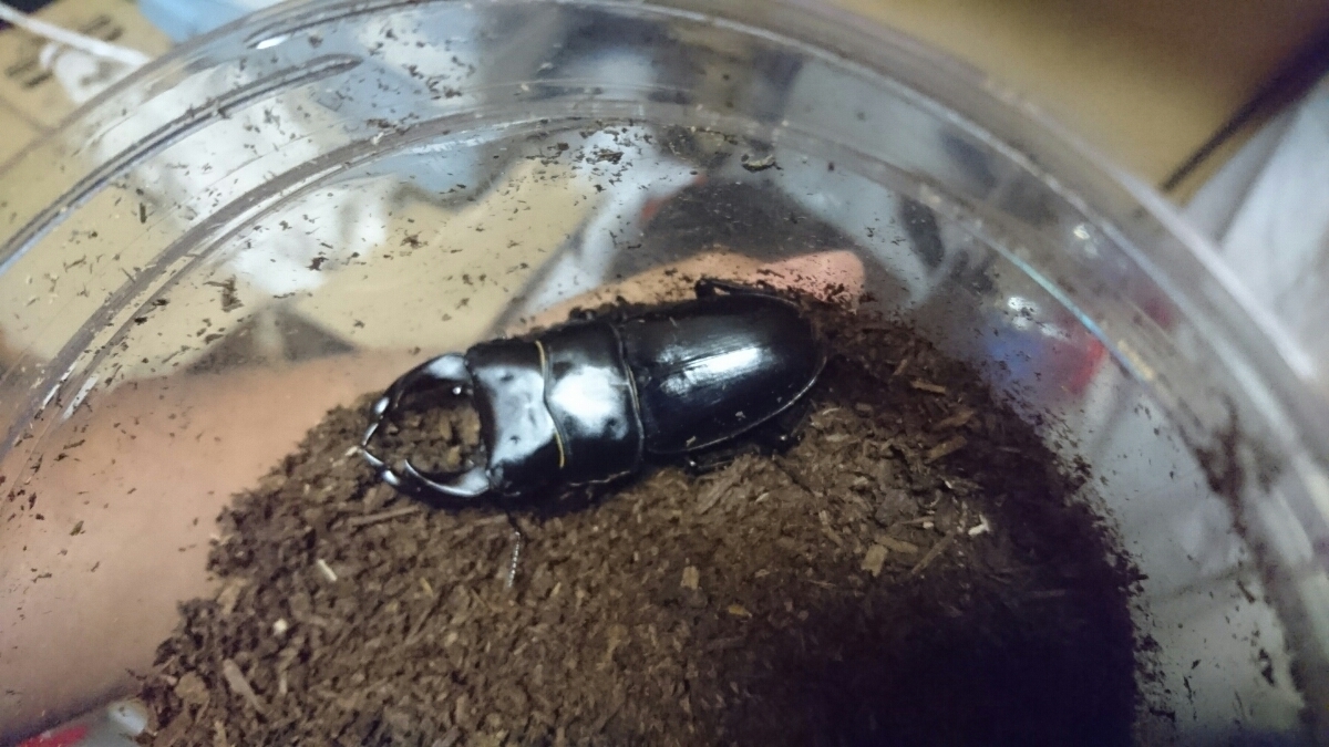 天然採集個体からの新潟産オオクワガタ♂6 ♀3 【公式通販】