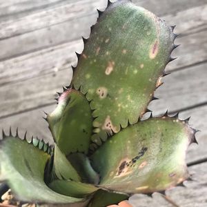 Billbergia 