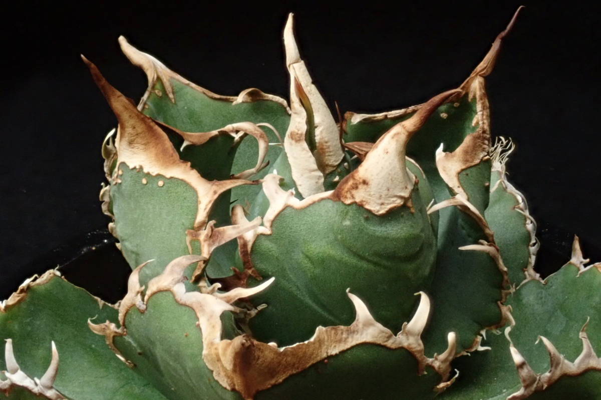 特選抜株 Agave titanota FO-076 超幅広 巻き最高 / 多肉植物アガベ