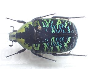 マラガシーハナムグリ no.6 ウラニアマラガシーハナムグリ 美麗個体